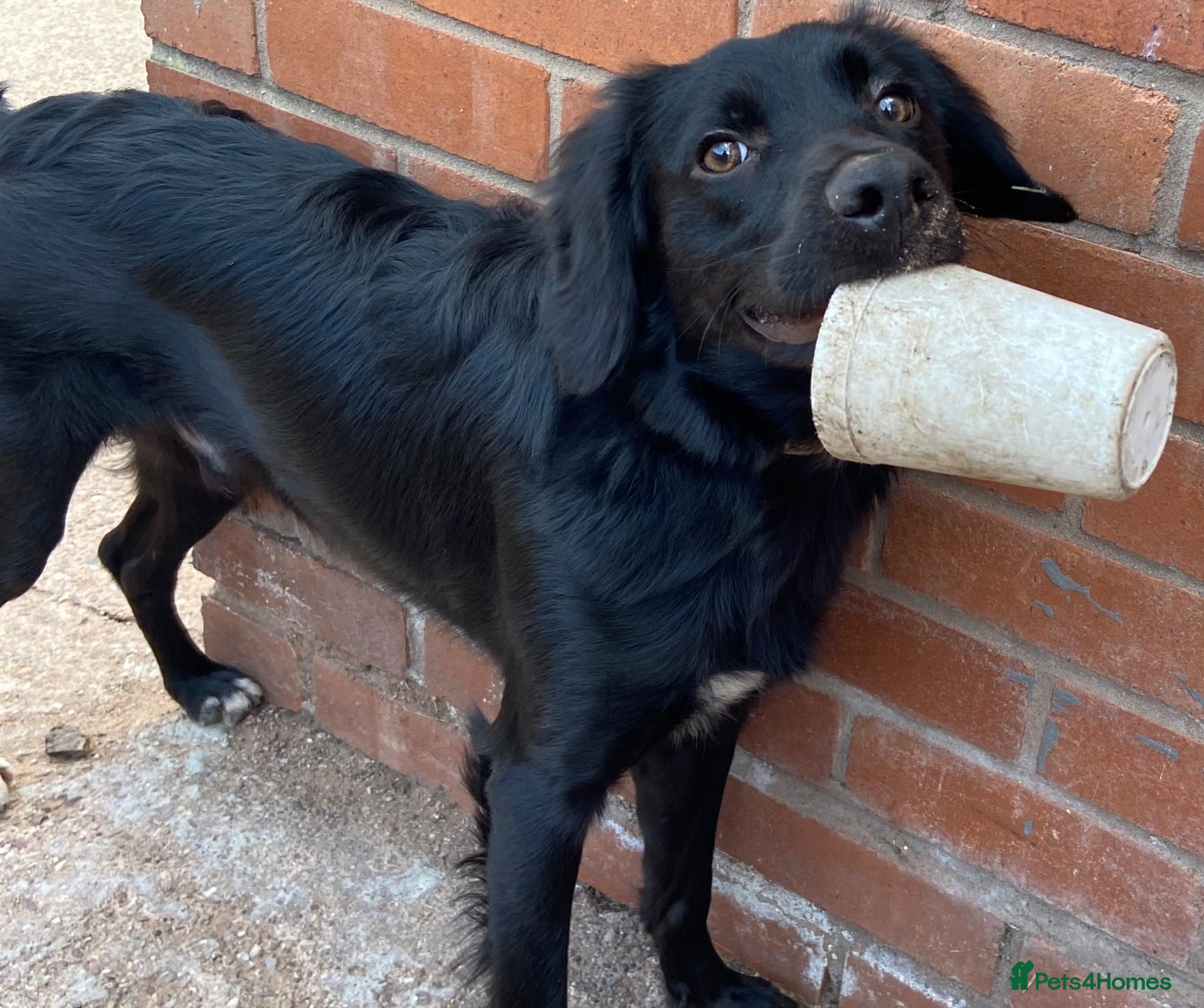 Mixed Breed dogs Harley 🐾 - Advert 8