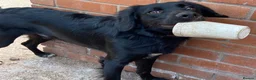 Mixed Breed dogs for sale: Harley 🐾 in Newport - Advert 1