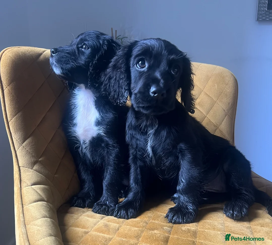 Cocker Spaniel dogs for sale: Lovely Cocker Spaniel Girls! Ready today - Advert 1