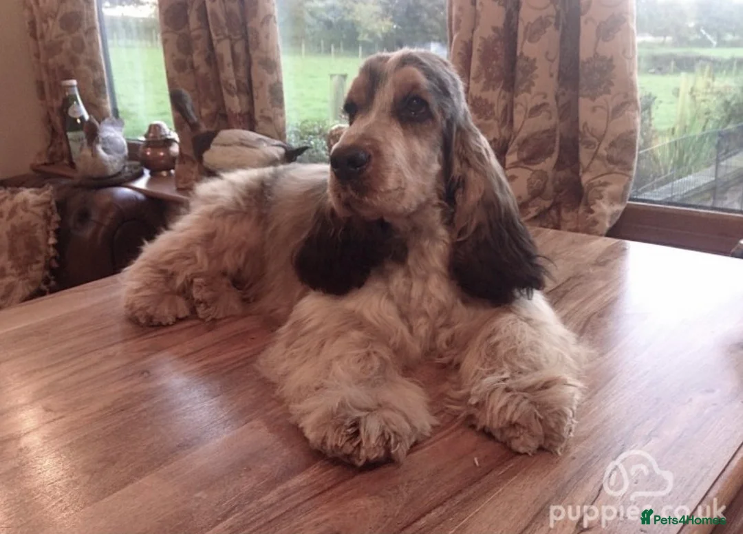 Cocker Spaniel dogs for sale: ✨Heath tested true to type KC show cockers✨ - Advert 20