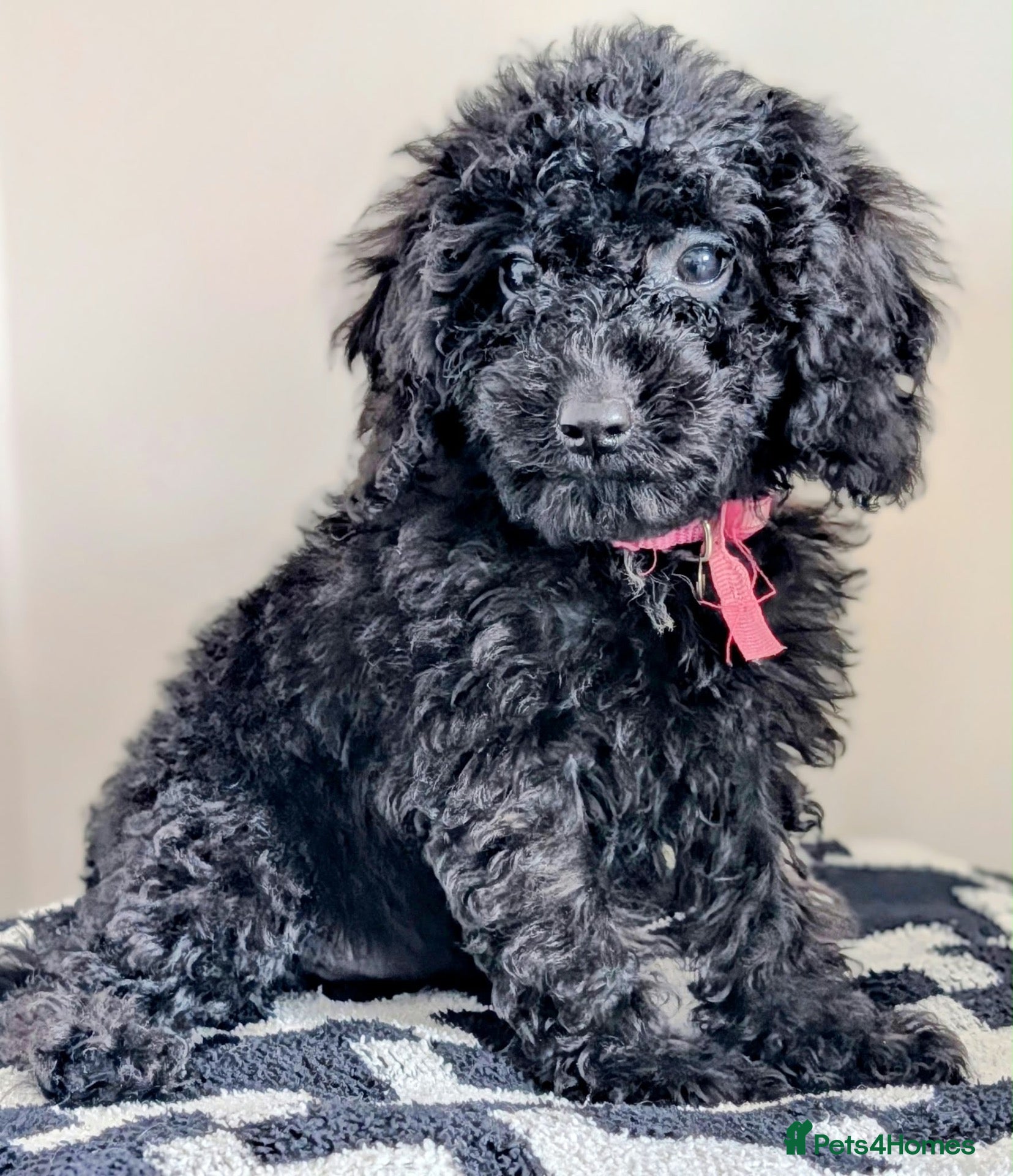 Cavapoochon dogs Extensively Tested Cavapoochons Fully Vaccinated  - Advert 1