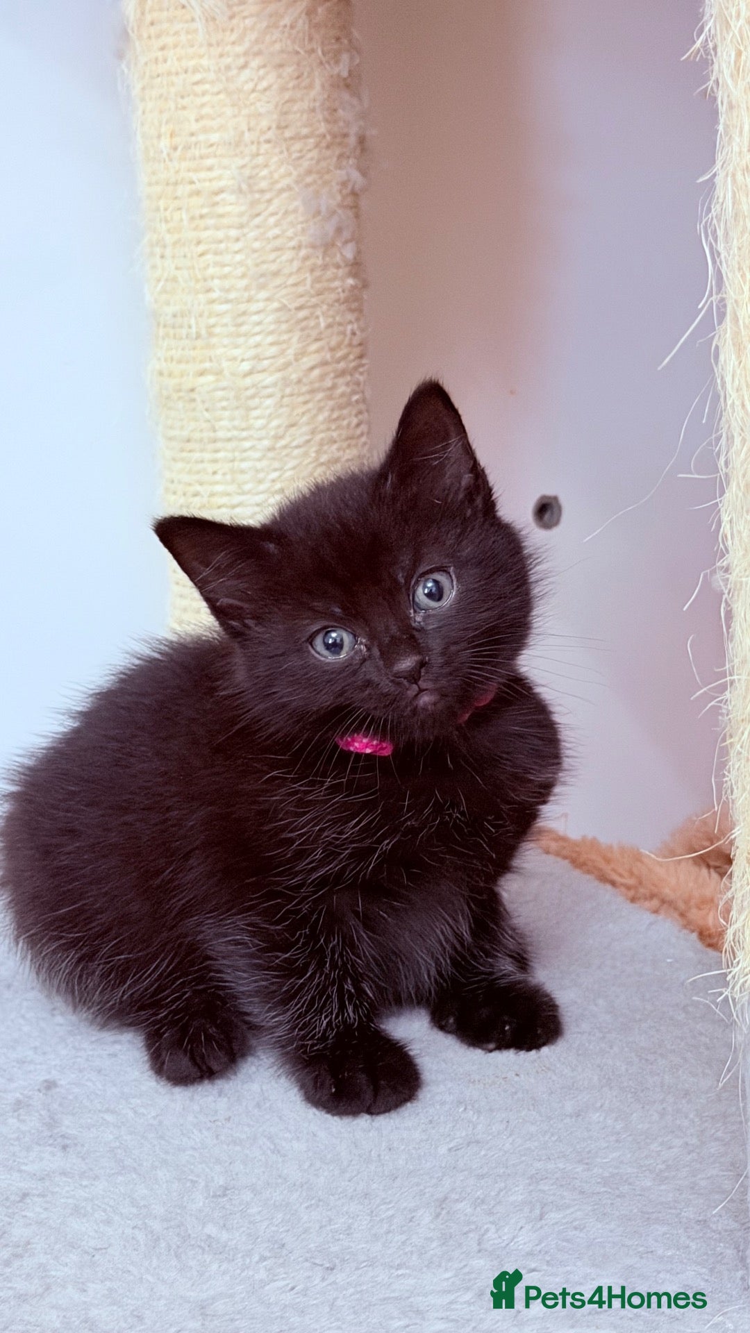 RagaMuffin cats 🤎Beautiful Ragamuffin Kittens🤎 - Advert 16