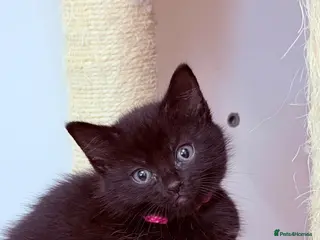 RagaMuffin cats 🤎Beautiful Ragamuffin Kittens🤎 - Advert 16