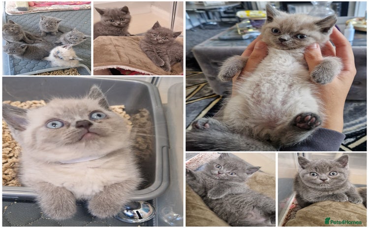 British Shorthair cats - Advert 14