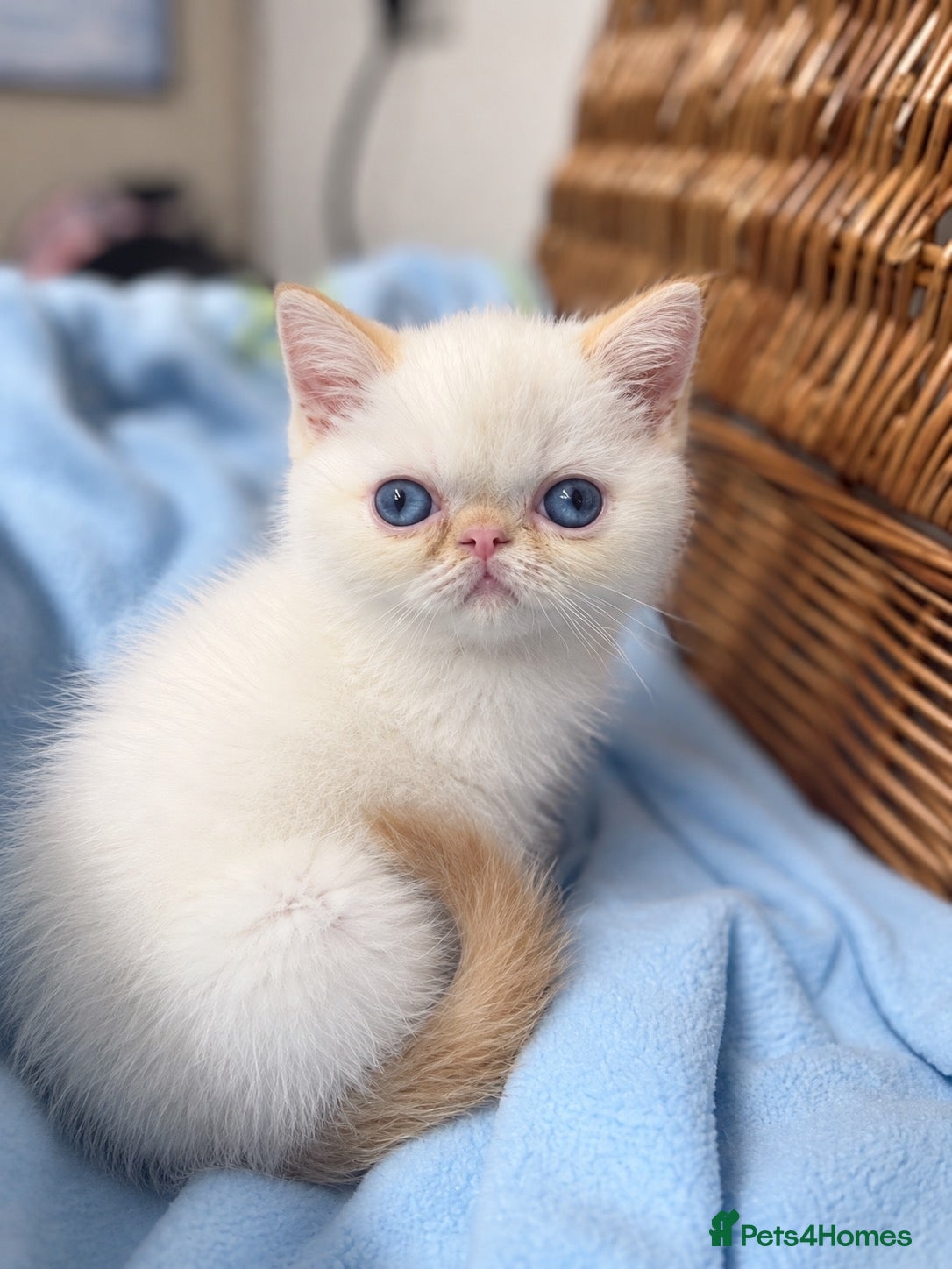 Exotic cats 2 STUNNING EXOTIC KITTENS  - Advert 14