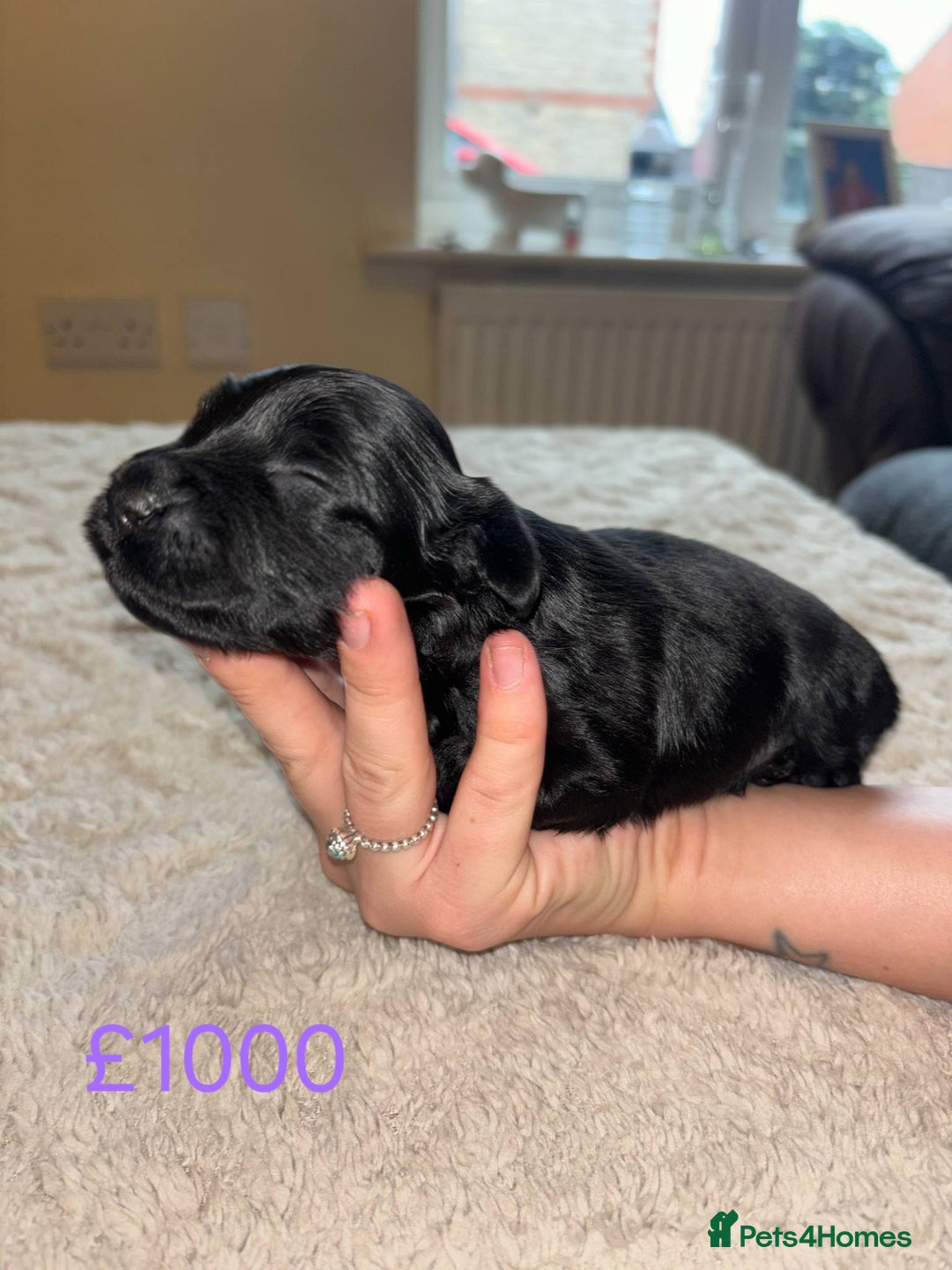 Cockapoo dogs for sale: Cockapoo puppies 🐶 - Image 5