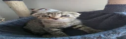 Scottish Fold cats for sale: *ONE LEFT, READY NOW* Pretty Scottish Fold girl  - Advert 2