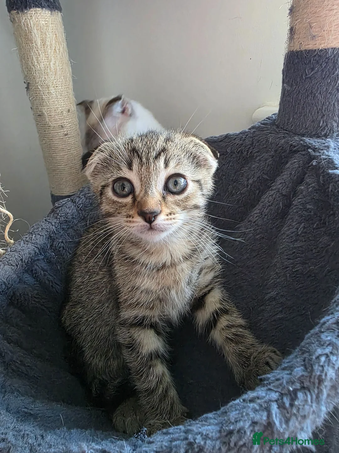Scottish Fold cats for sale: *ONE LEFT, READY NOW* Pretty Scottish Fold girl  - Advert 2
