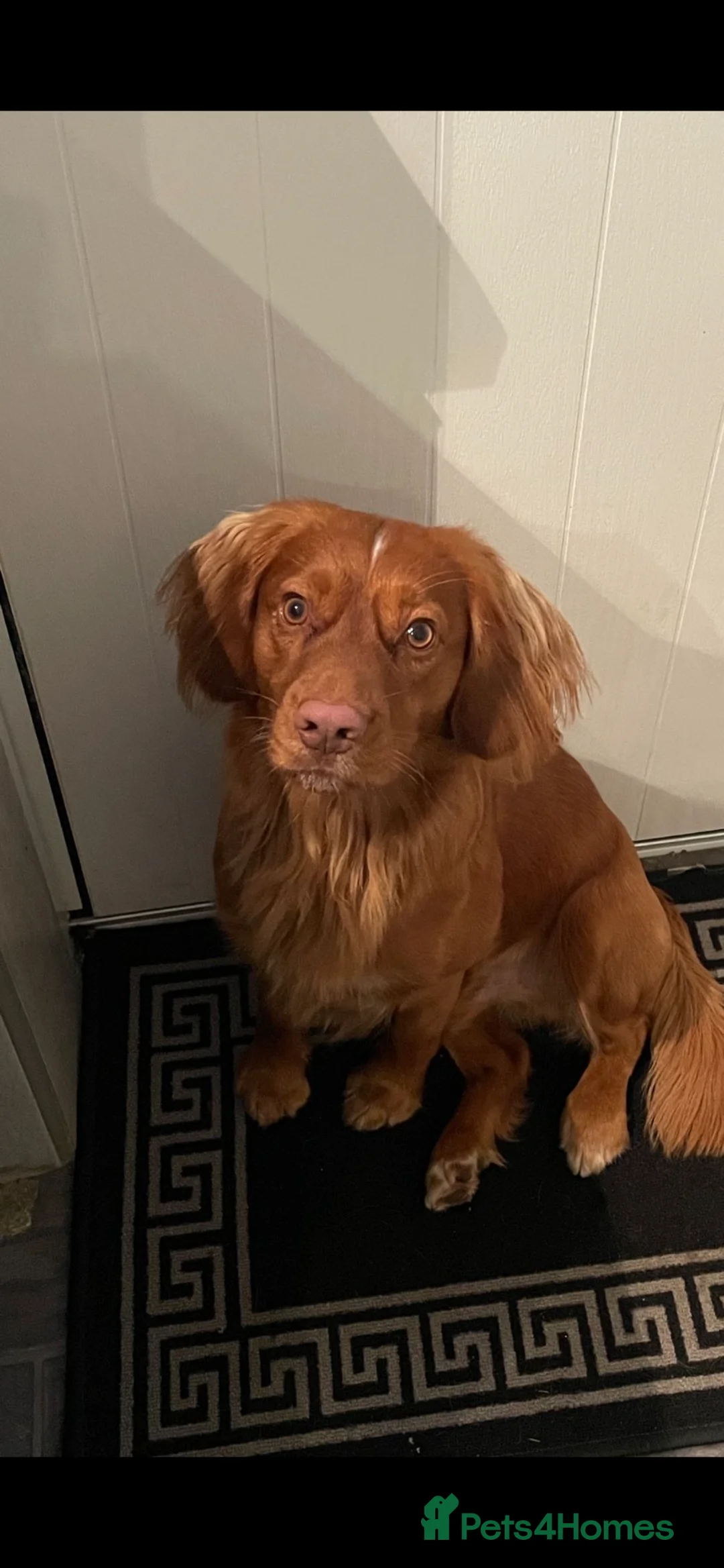 Cocker Spaniel dogs for stud: Health Tested Red Cocker Spaniel Stud  in Middlesbrough - Advert 4