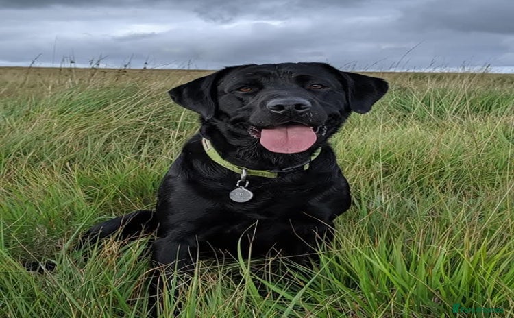 Labrador Retriever dogs - Advert 1