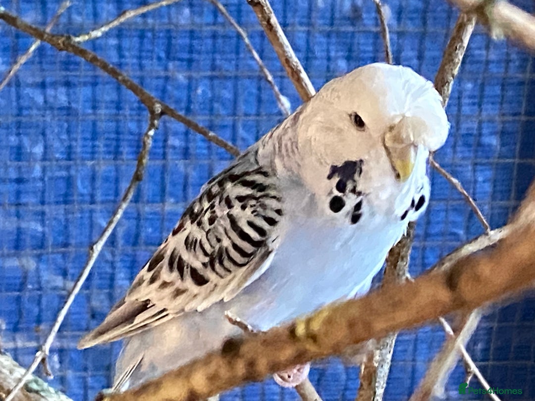 Budgerigars birds for sale: Reserved 2 pairs of budgies (please read full) - Image 10
