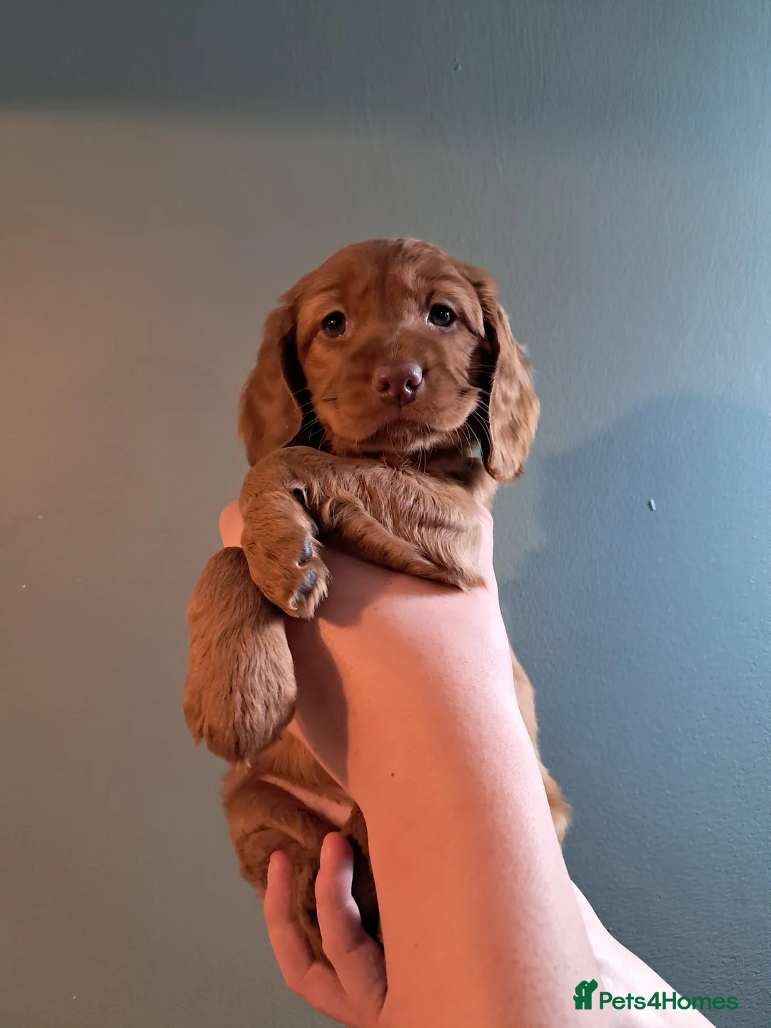 Cockapoo dogs for sale: *Last girl* READY NOW F1B fox red cockapoos - Advert 1