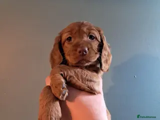 Cockapoo dogs *Last 2 girls* READY NOW F1B fox red cockapoos - Advert 5