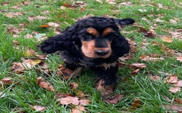 Cocker Spaniel dogs for sale: Cocker Spaniel - Show type - the calm type - Image 4