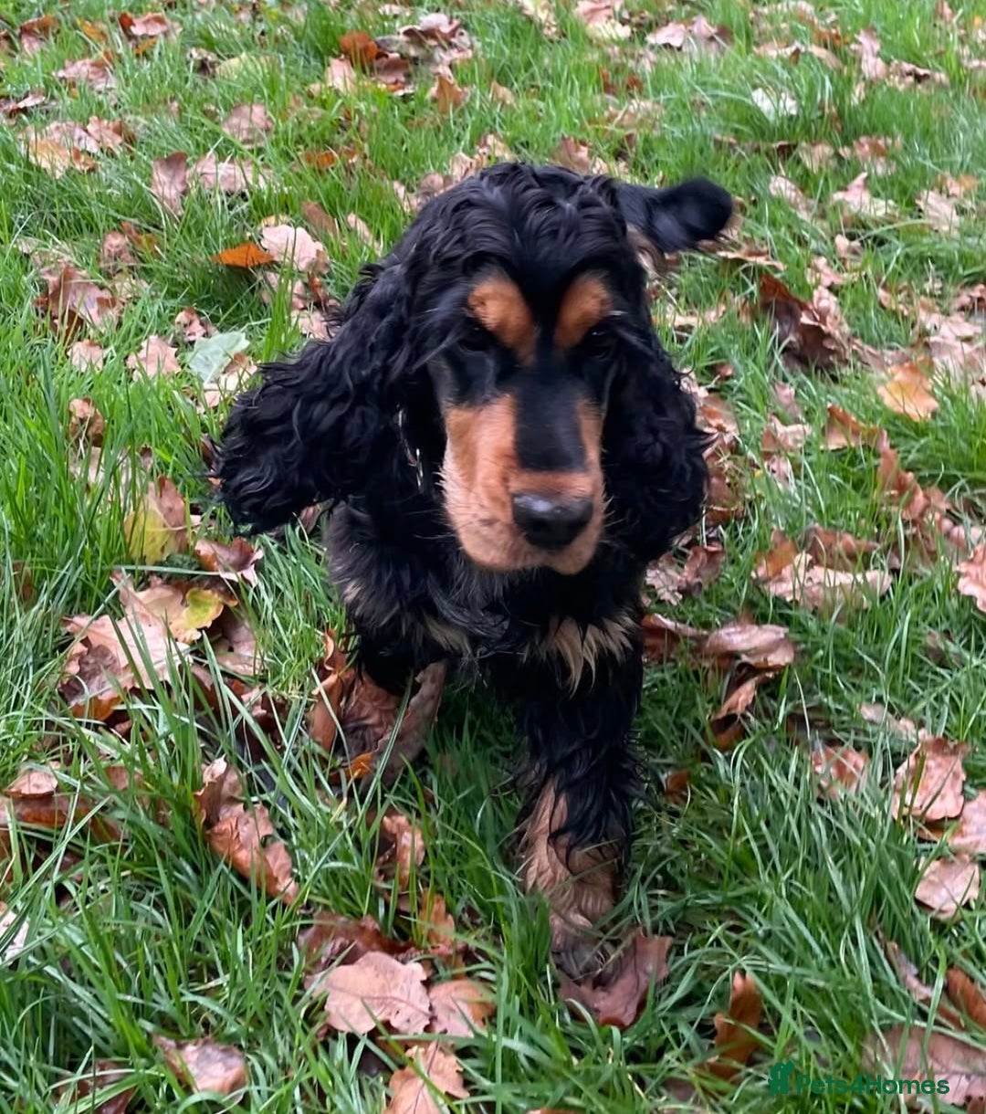 Cocker Spaniel dogs for sale: Cocker Spaniel - Show type - the calm type - Image 4