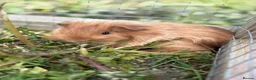 Guinea Pig rodents for sale: Baby Guinea Pigs READY NOW  - Advert 5
