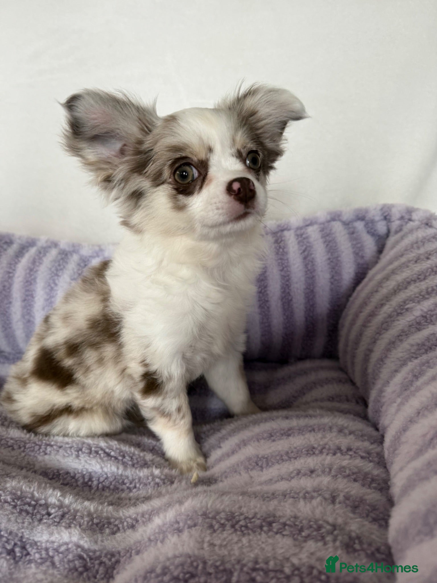 Chihuahua dogs Longhair chihuahua puppies Russian blood lines - Advert 1