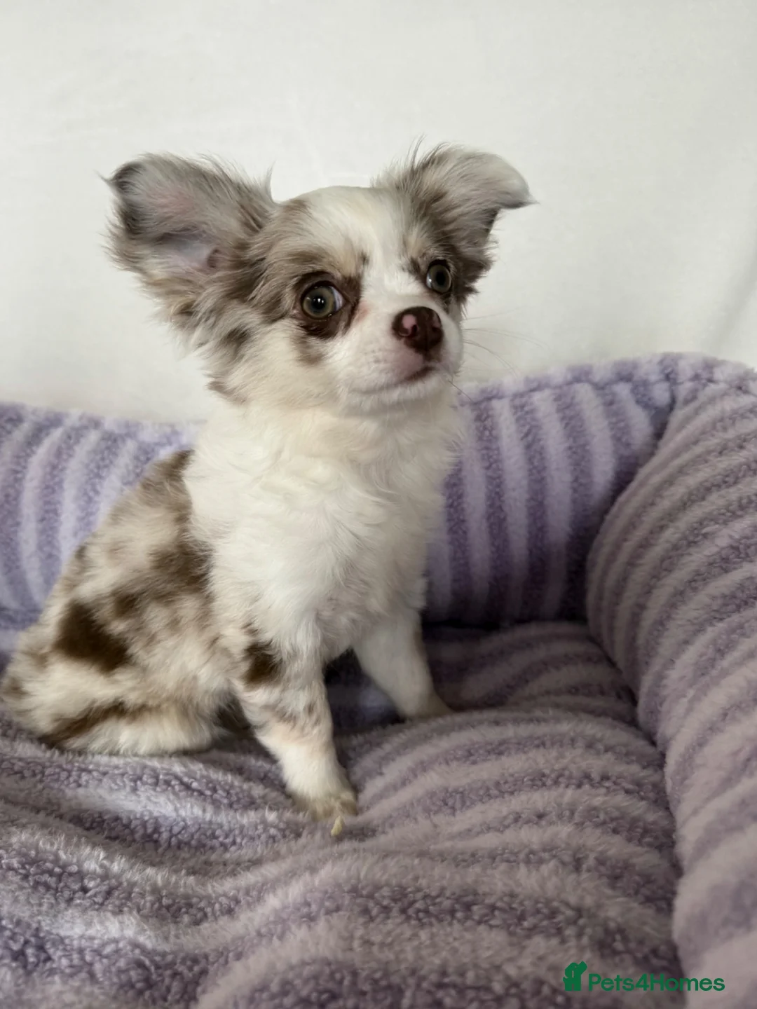 Chihuahua dogs for sale: Longhair chihuahua puppies Russian blood lines - Advert 1