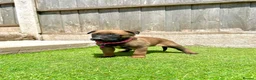 Belgian Shepherd Dog dogs for sale: KC Belgian Malinois Puppys for sale - Advert 13