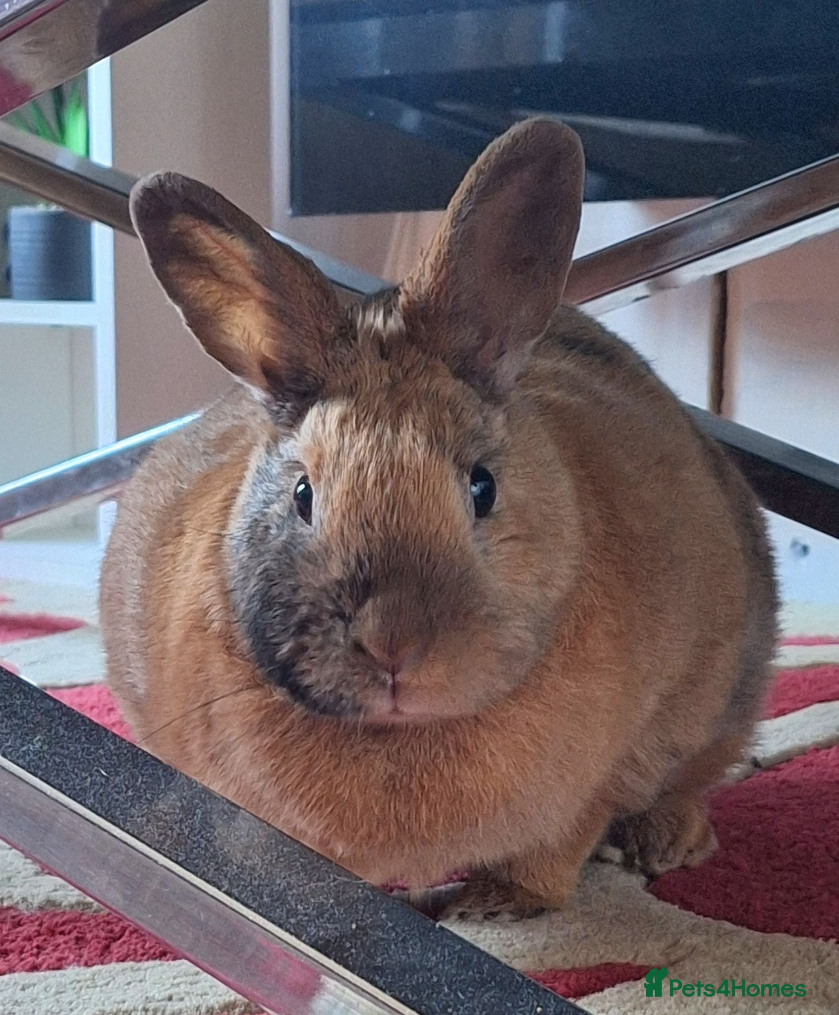 Mixed Breed rabbits Twinkle - Advert 15