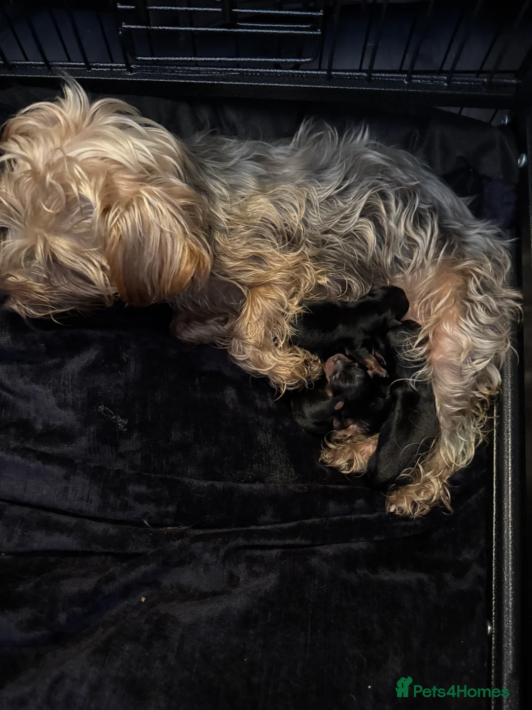 Yorkshire Terrier dogs for sale: Yorkshire Terrier Pup - Male - Advert 6