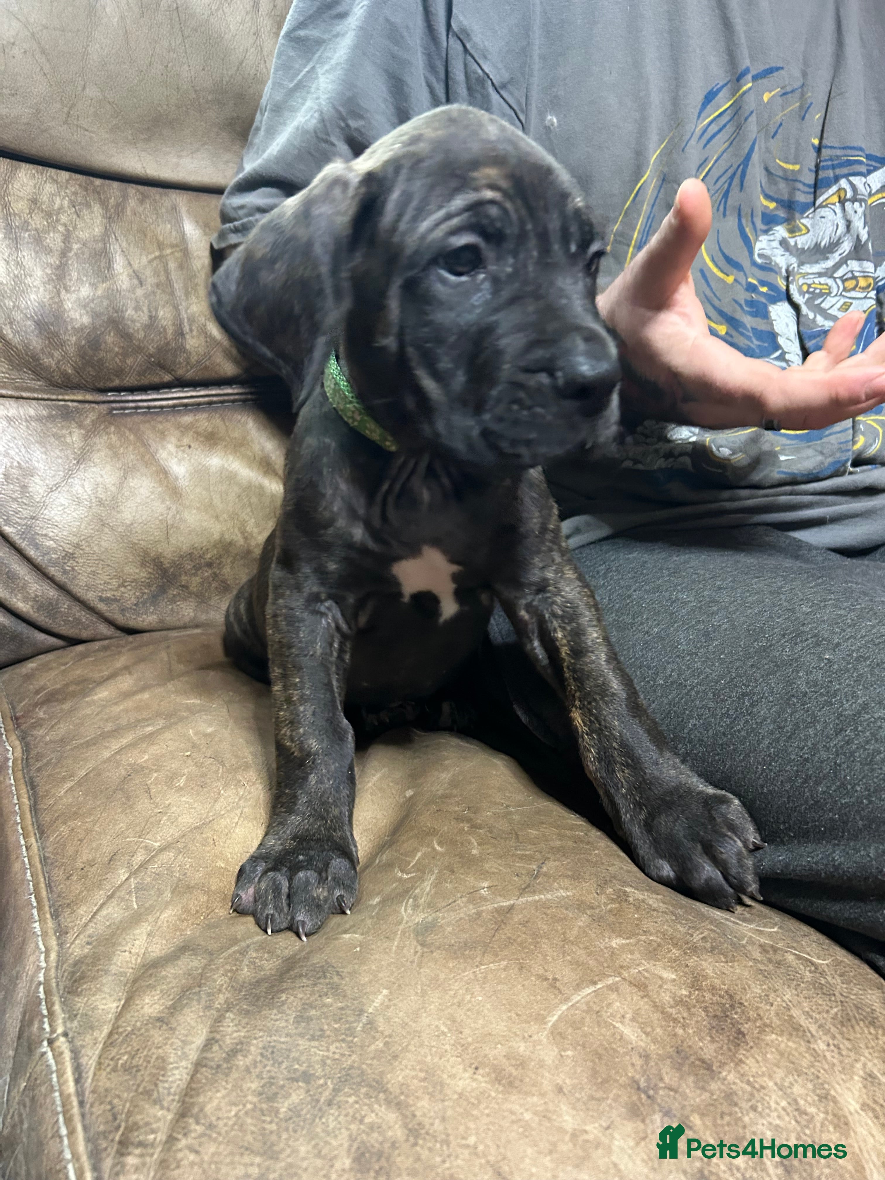 Mixed Breed dogs 3 Boys Daniff pups.Great Dane/Mastiff Ready 28th - Advert 4