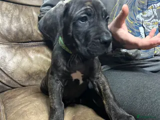 Mixed Breed dogs 3 Boys Daniff pups.Great Dane/Mastiff Ready 28th - Advert 4