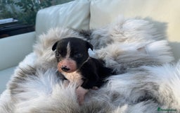 Mixed Breed dogs for sale: 🐾 Beautiful Whippet x Collie Puppies! 🐾 - Image 24