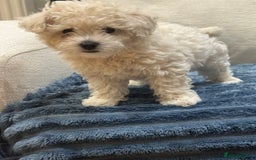 Maltipoo dogs for sale: 8 Week Maltipoo Puppy - Image 13