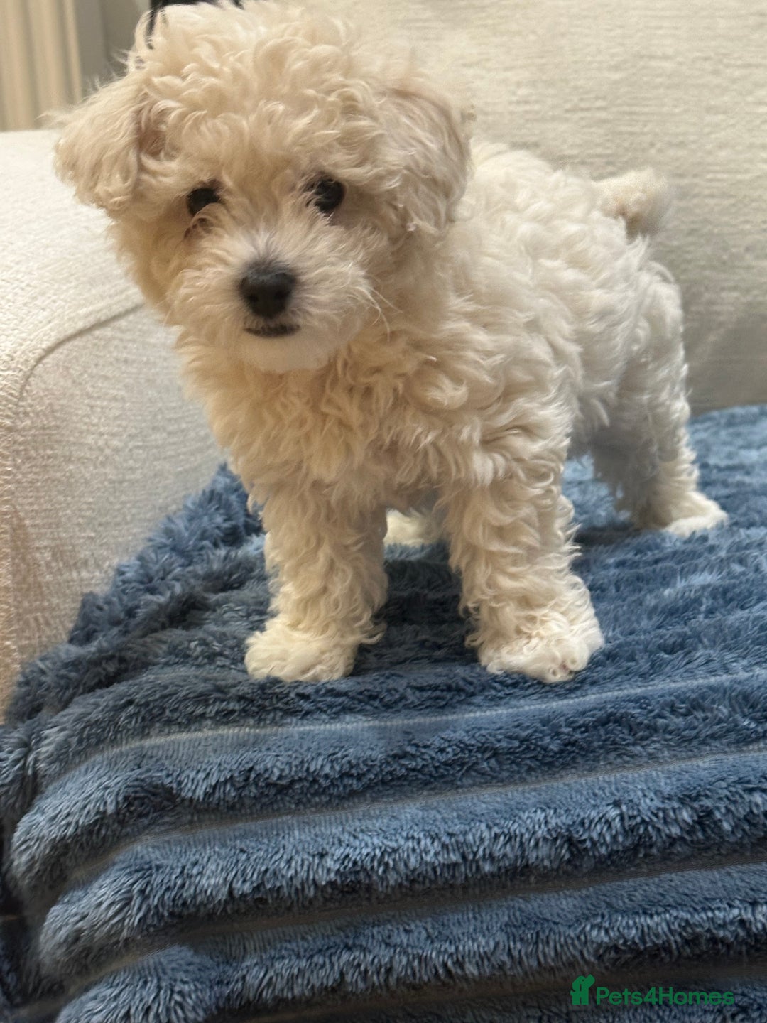 Maltipoo dogs for sale: 8 Week Maltipoo Puppy - Image 13