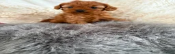 Cavapoo dogs for sale: Stunning F1b puppy in Chesterfield - Advert 4