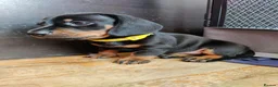 Miniature Dachshund dogs for sale: Beautiful home-reared Miniature Dachshund Puppies - Advert 15