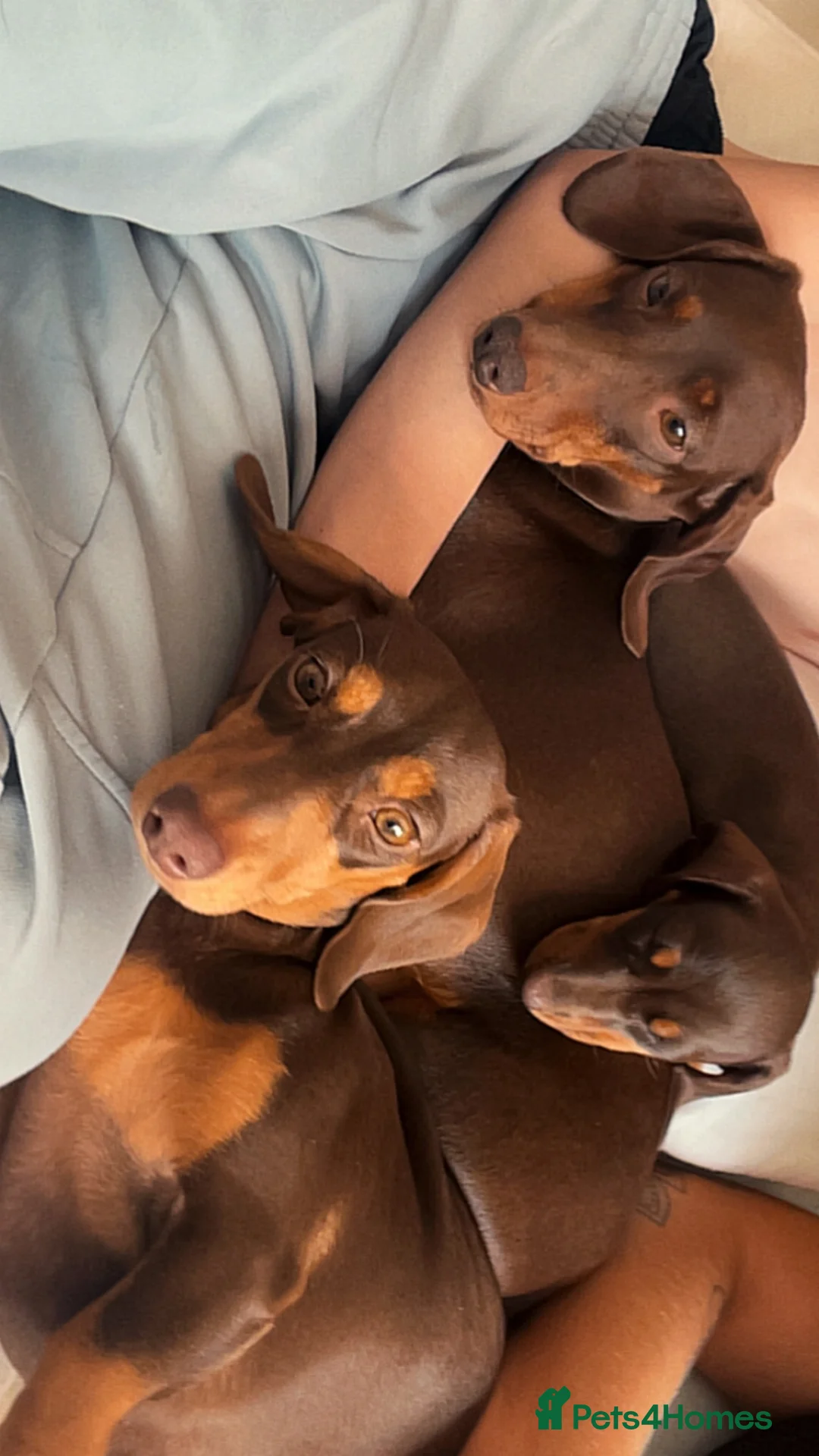 Dachshund dogs for sale: Choclate tri dashund full size  - Advert 2