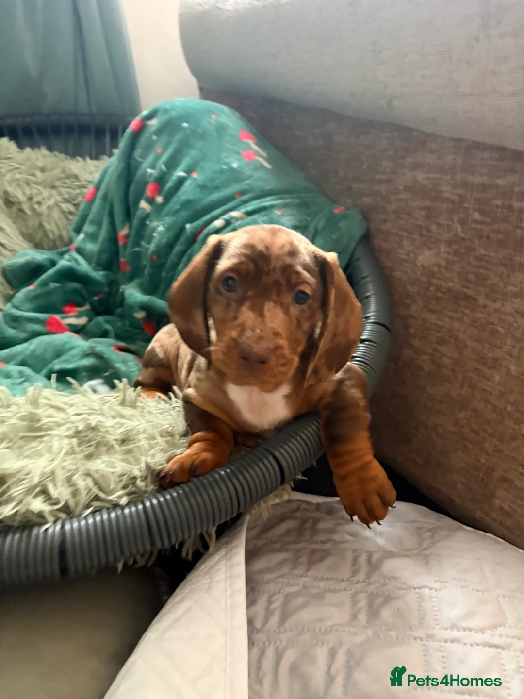 Dachshund dogs for sale: Dachshund adorable male Trio - Advert 1