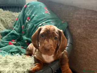 Dachshund dogs Dachshund adorable male Trio - Advert 9