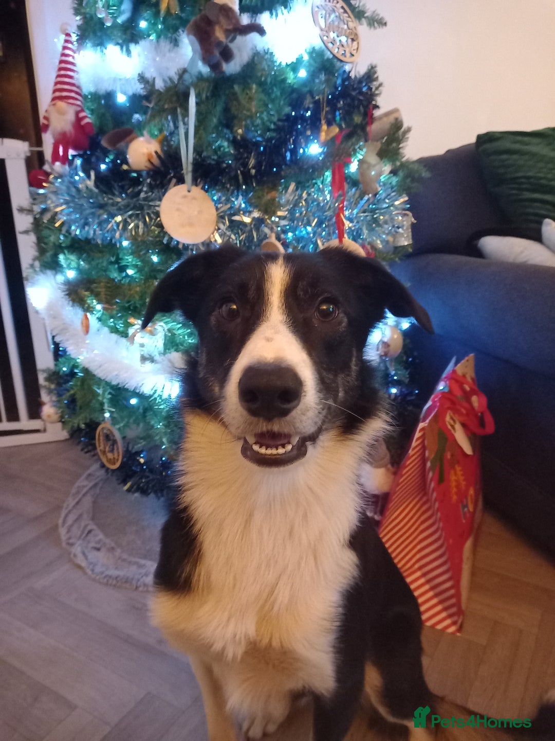 Border Collie dogs for sale: Border collie - Advert 1