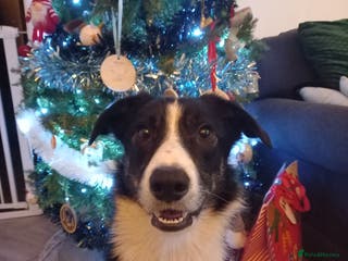 Border Collie dogs Border collie - Advert 1