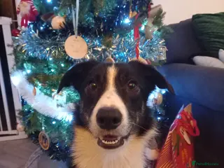 Border Collie dogs Border collie - Advert 13