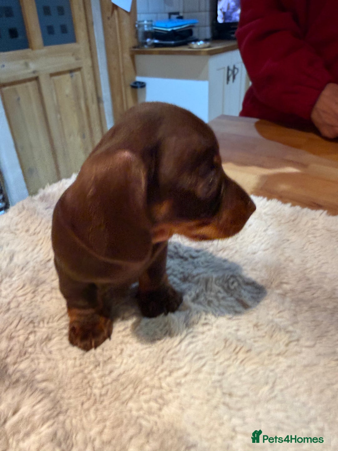Miniature Dachshund dogs for sale: Miniature Dachshund puppies for sale - Advert 19