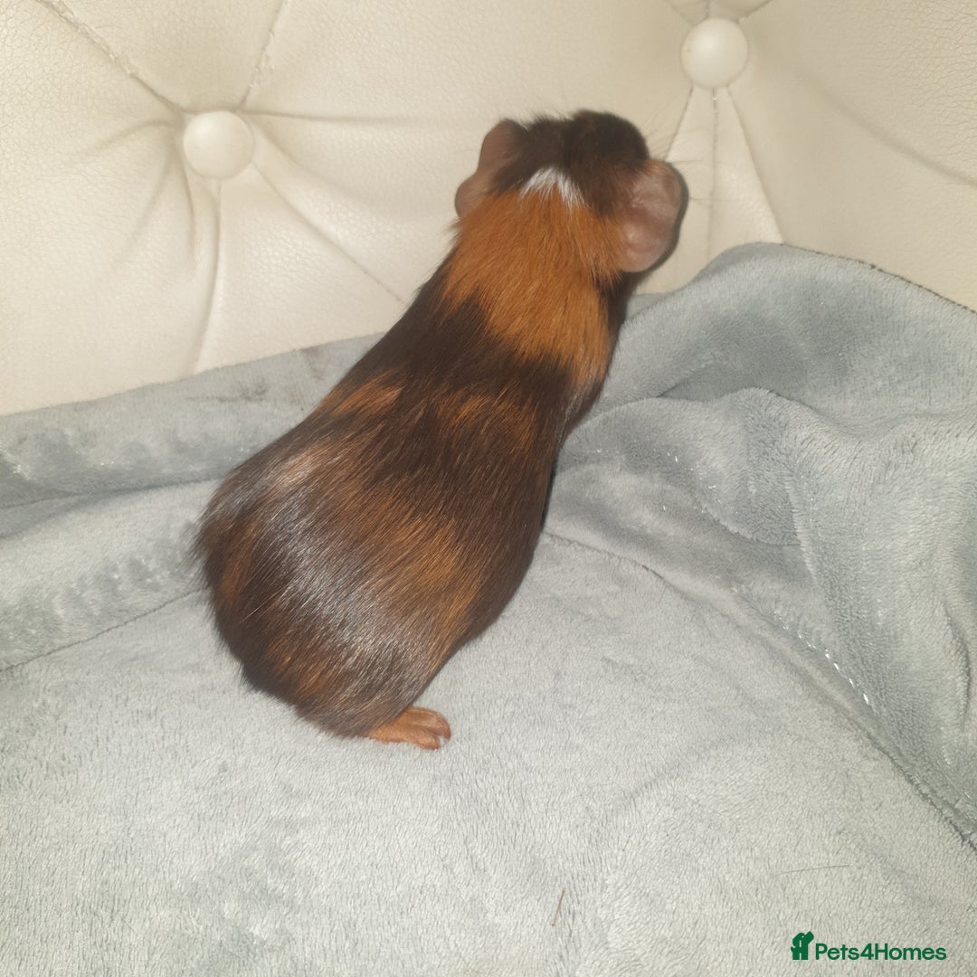 Guinea Pig rodents for sale: Baby guinea pigs - Image 5