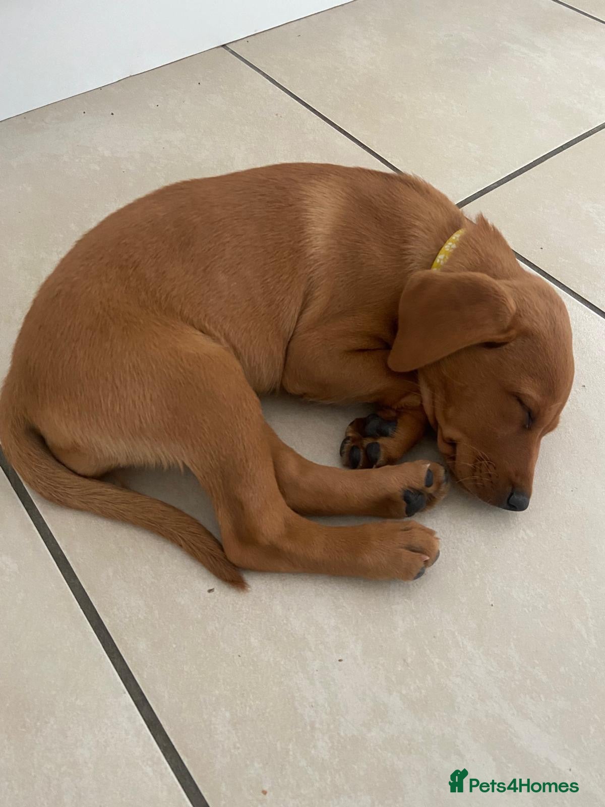 Labrador Retriever dogs KC Reg Fox Red Lab Puppy, Health Tested Parents - Advert 2