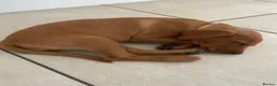 Labrador Retriever dogs for sale: KC Reg Fox Red Lab Puppy, Health Tested Parents in Street - Advert 2