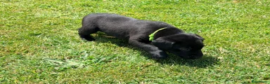 Green Collar Male Puppy