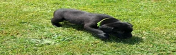 Labrador Retriever dogs for sale: KC Registered, Fully Health Tested  - Advert 15