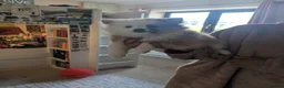 Pomeranian dogs for sale: Beautiful Pomeranian Puppies Ready Now in Nottingham - Advert 3