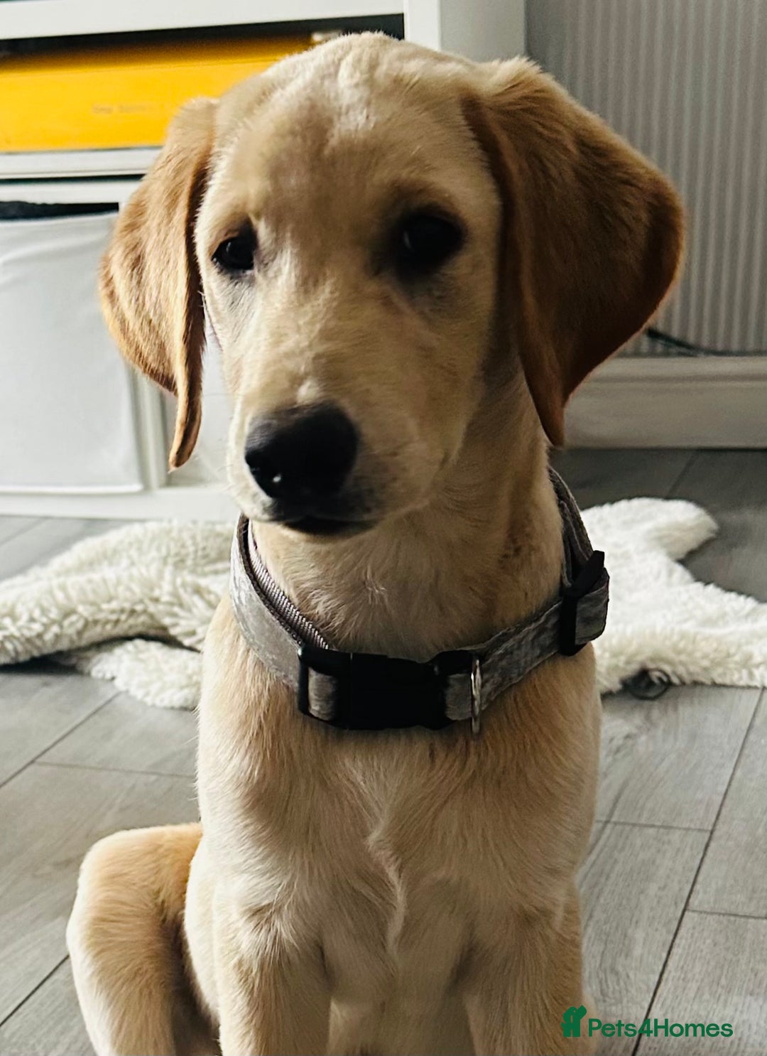 Labrador Retriever dogs for sale: Female lab 7months old  - Image 2
