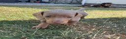 Dachshund dogs for sale: Miniature Dachshund Puppies - Stunning Litter - Advert 18