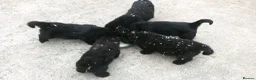 Newfoundland dogs for sale: Newfoundland puppies from Imp lines - Advert 8