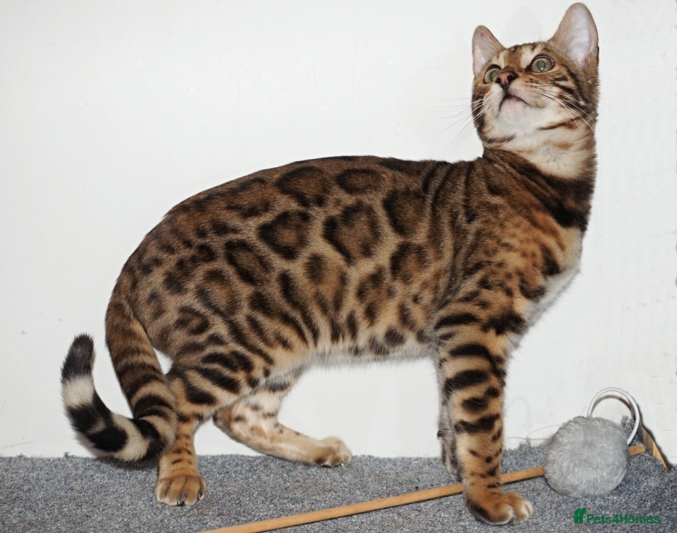 Bengal cats Superb Active Reg Bengal Boy - Advert 4