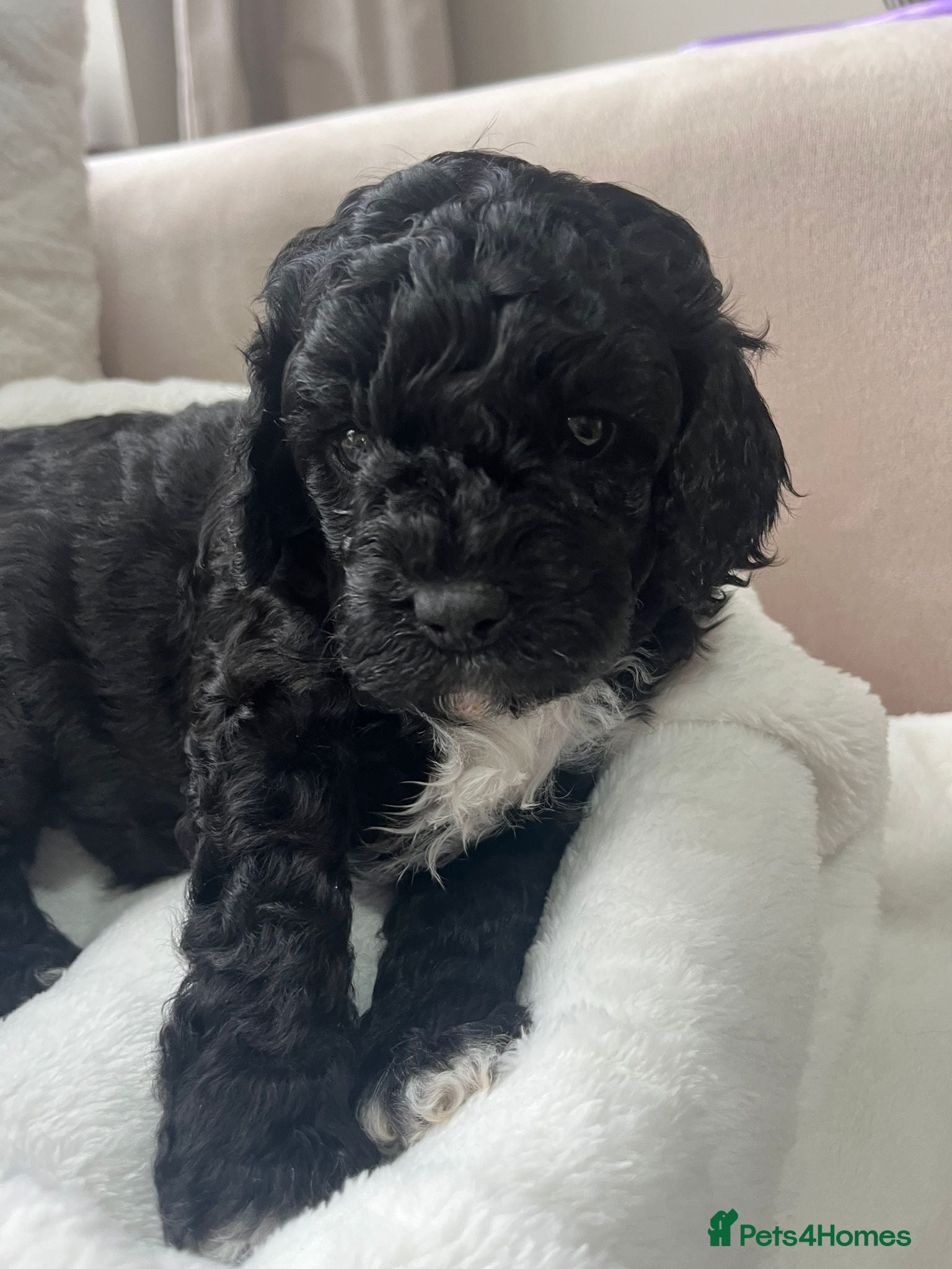 Cavapoochon dogs 🐾 Adorable Cavapoochon Puppies - Advert 13